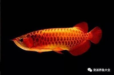 龍魚在風水中的作用有哪些？：龍魚在風水中的作用