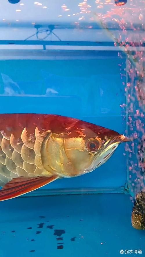 金龍魚魚缸背景圖高清無水印