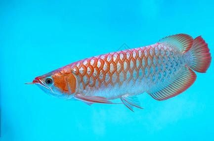 金龍魚魚缸背景圖高清無水印