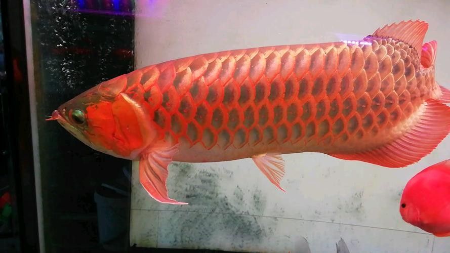 金龍魚魚缸背景圖高清無水印