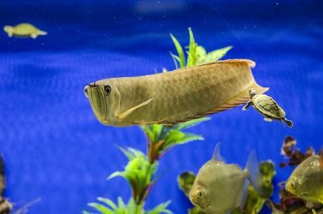 金龍魚魚缸背景圖高清無水印