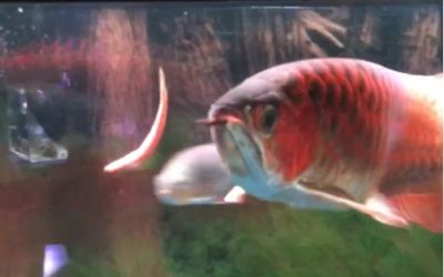 龍魚滿缸快速不停游動正常嗎：龍魚滿缸快速不停游動可能是由于多種原因引起的