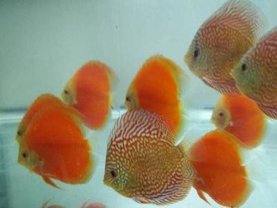 龍魚滿缸快速不停游動正常嗎：龍魚滿缸快速不停游動可能是由于多種原因引起的