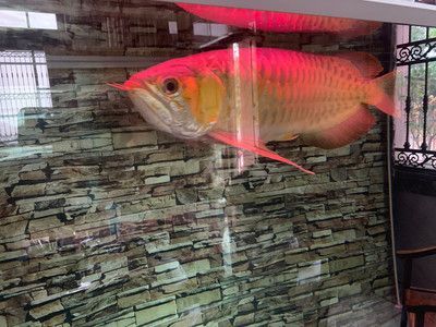 紅龍魚和金龍魚混養用什么燈好：紅龍魚和金龍魚混養時
