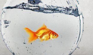 為什么龍魚撞缸都是晚上的樣子