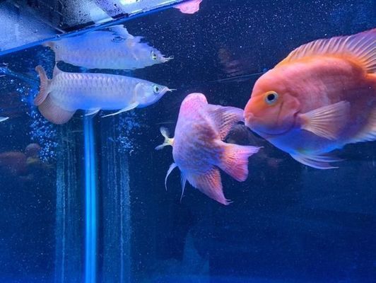紅龍魚吃豬肉嗎怎么喂（紅龍魚可以吃豬肉嗎）