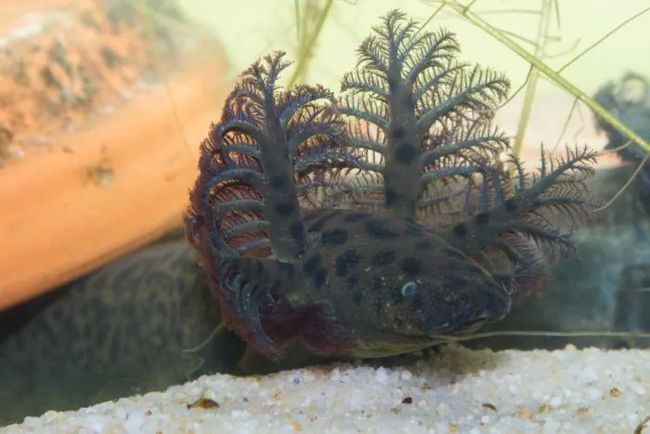 龍魚腮發黃（龍魚腮發黃可能由多種因素引起，）