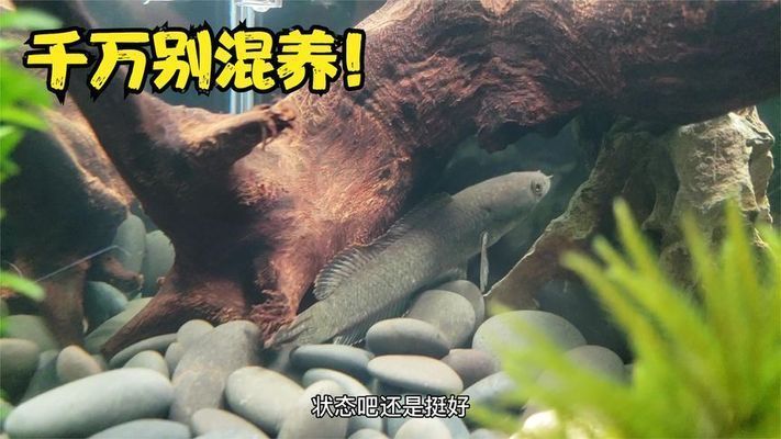 戰(zhàn)船魚(yú)和雷龍混養(yǎng)怎么樣：戰(zhàn)船魚(yú)和雷龍魚(yú)是否適合混養(yǎng)是一個(gè)需要考慮多個(gè)因素的問(wèn)題