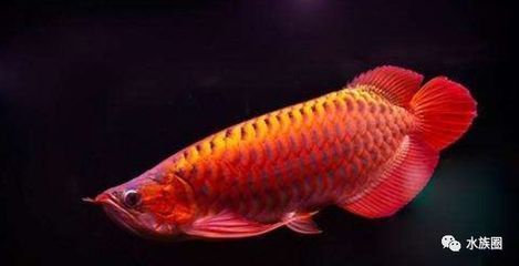 龍魚海水：關于龍魚的問答