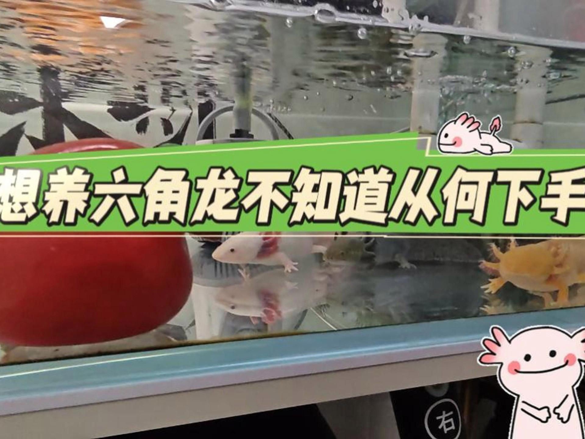 如何科學飼養六角龍魚？