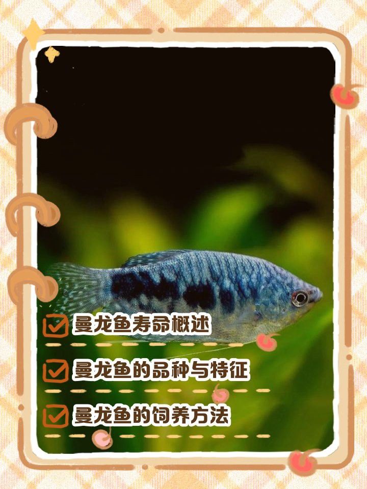 曼龍魚的壽命有多長