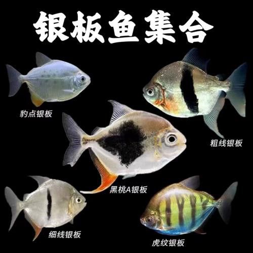 銀板咬龍魚(yú)