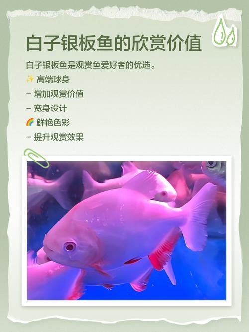 銀板咬龍魚(yú)