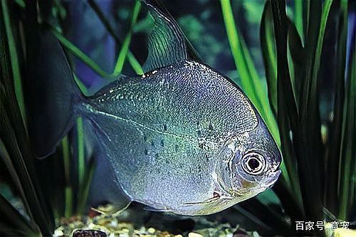 銀板咬龍魚(yú)