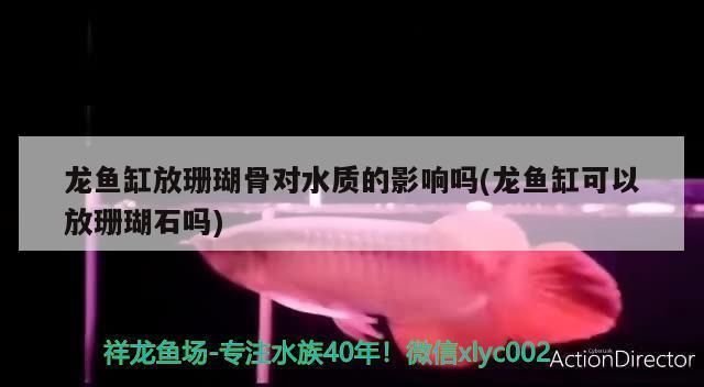龍魚缸可以放珊瑚石嗎（珊瑚骨與沉木在龍魚缸中的選擇對比，珊瑚骨對過濾系統有何影響）