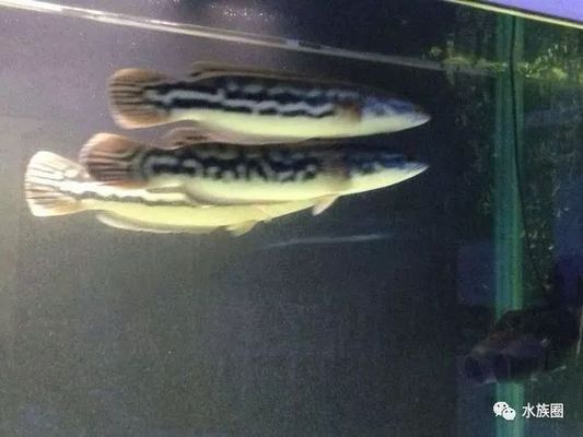 雷龍魚品種間顏色差異，幾種常見雷龍魚品種及種及其顏色特點(diǎn)