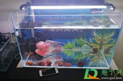 龍魚缺水多久會死：“龍魚缺水多久會死”的直接答案是關于龍魚缺水多久會死的