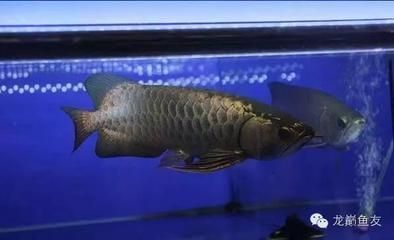 馬來(lái)西亞知名龍魚(yú)漁場(chǎng)：馬來(lái)西亞知名的龍魚(yú)漁場(chǎng)包括祥龍魚(yú)場(chǎng)、皇宮、孟吉爾等
