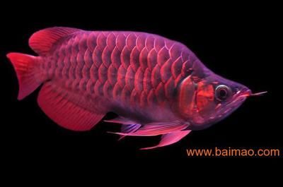 馬來(lái)西亞知名龍魚(yú)漁場(chǎng)：馬來(lái)西亞知名的龍魚(yú)漁場(chǎng)包括祥龍魚(yú)場(chǎng)、皇宮、孟吉爾等
