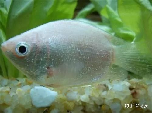 龍魚眼睛長白點(diǎn)需要隔離嗎？