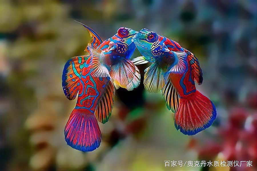龍魚身體彎曲如何治療？