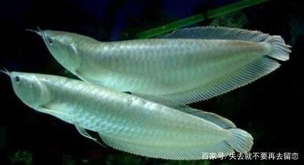 七彩銀龍魚養多久變色（七彩銀龍魚的變色時間）