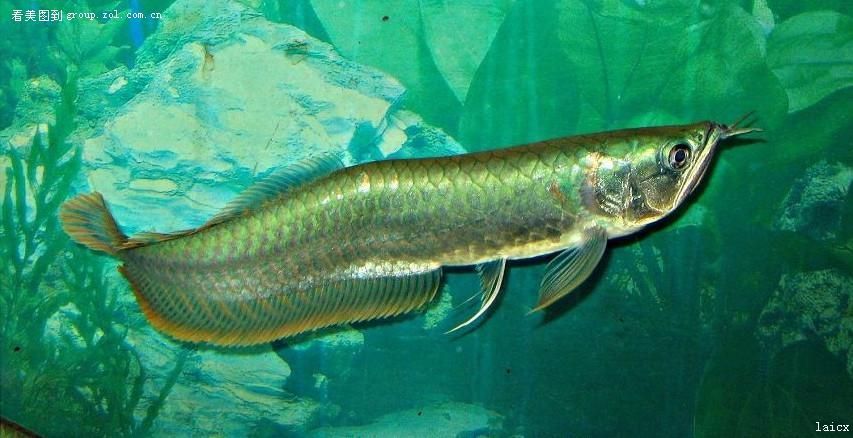 七彩銀龍魚養多久變色（七彩銀龍魚的變色時間）