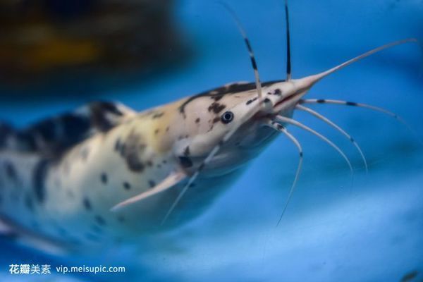 恐龍魚能繁殖嗎有毒嗎：恐龍魚是一種魚類，它們具有生殖能力，
