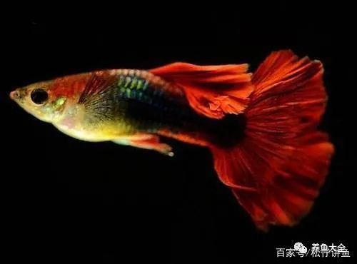 有哪些藥物可以幫助龍魚康復？