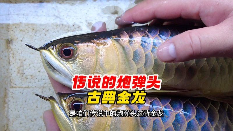 炮彈頭金龍魚如何挑選
