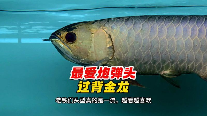炮彈頭金龍魚如何挑選