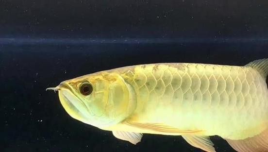 炮彈頭金龍魚如何挑選