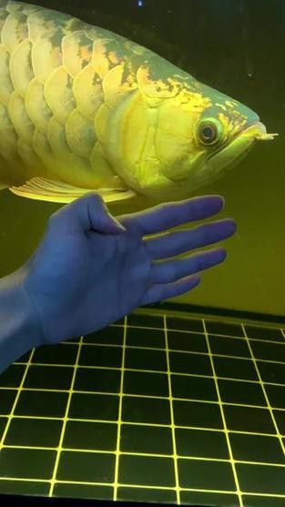 炮彈頭金龍魚如何挑選