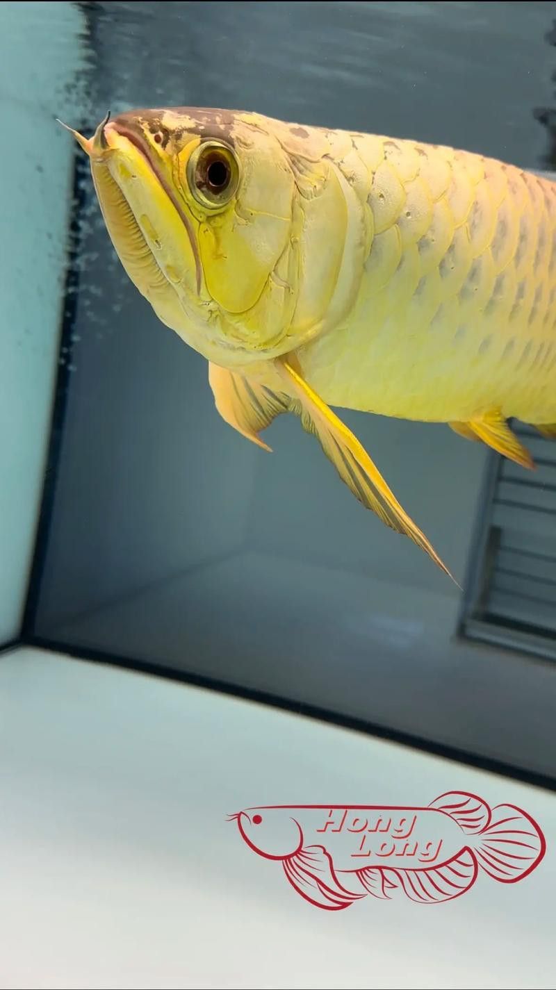 炮彈頭金龍魚如何挑選