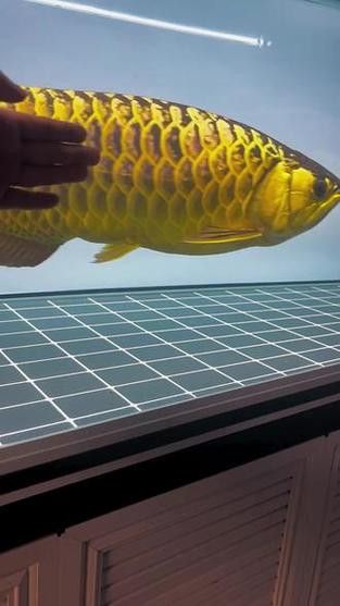 炮彈頭金龍魚如何挑選