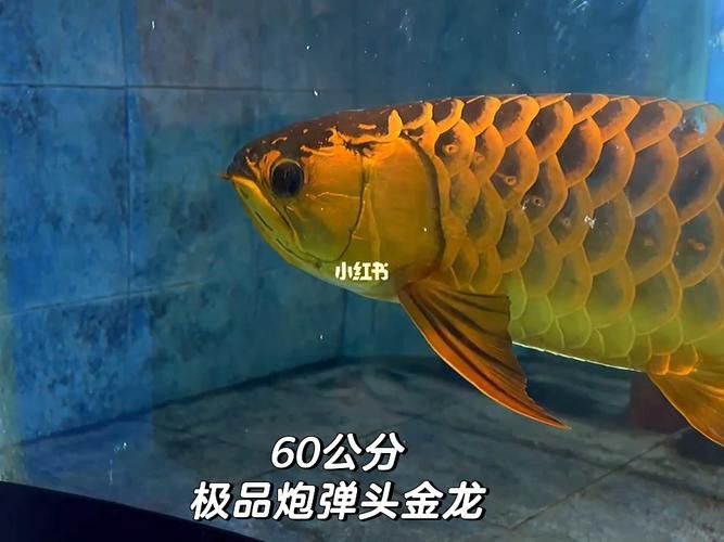 炮彈頭金龍魚如何挑選