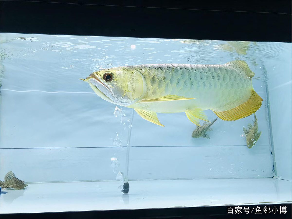 炮彈頭金龍魚如何挑選