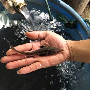布奇美拉龍魚價格
