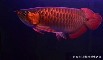 養龍魚還是養日本錦鯉：在選擇養龍魚還是養日本錦鯉