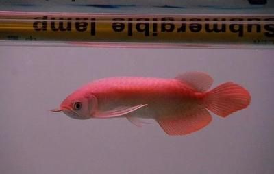 龍魚畸形的應對措施（如何處理龍魚畸形）