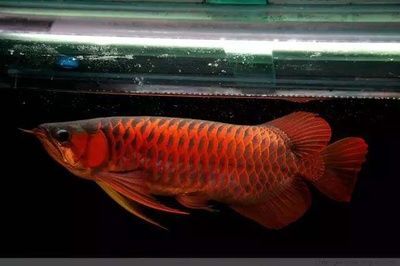 龍魚畸形的應對措施（如何處理龍魚畸形）