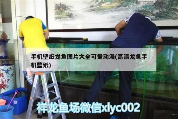 動態龍魚高清手機壁紙：動態龍魚高清手機壁紙應用排行，動態龍魚壁紙diy教程