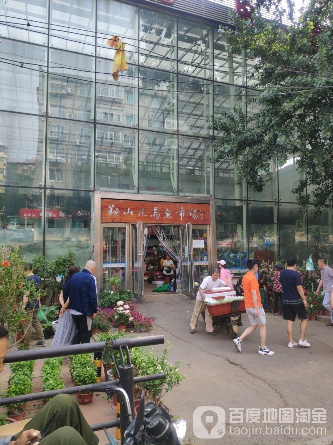 鞍山金龍魚批發市場在哪里呀