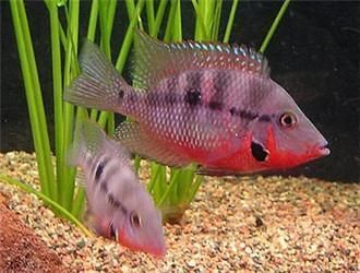 常見熱帶觀賞魚的品種識別實驗：熱帶觀賞魚的品種識別實際上熱帶觀賞魚的品種識別