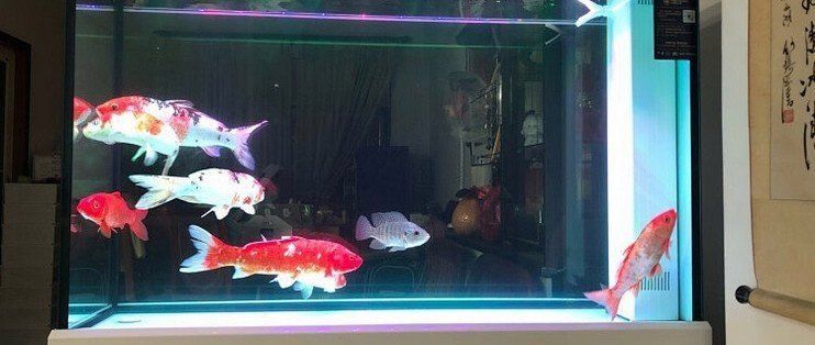 可麗愛(ài)魚(yú)缸使用說(shuō)明