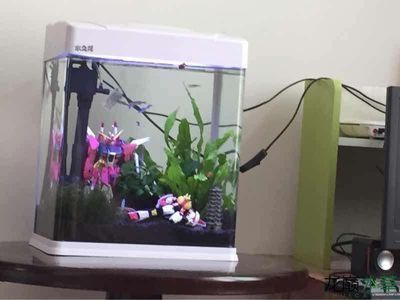 魚缸布景簡單（魚缸造景入門指南）