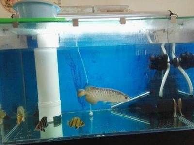 龍魚專用燈是多少伏的電壓的：龍魚專用燈的電壓范圍
