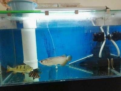 龍魚專用燈是多少伏的電壓的：龍魚專用燈的電壓范圍