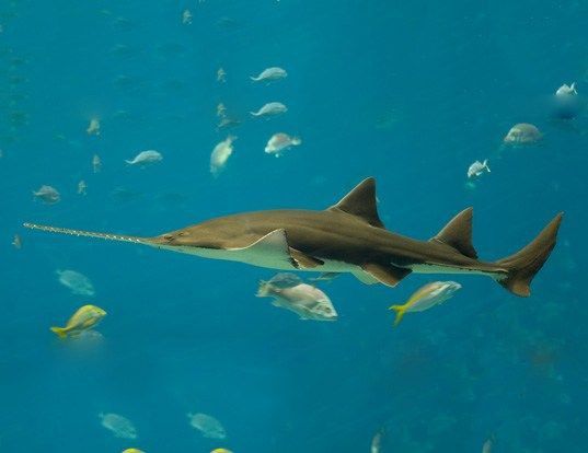 鋸鰩魚種類