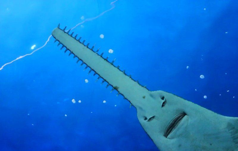 鋸鰩魚種類